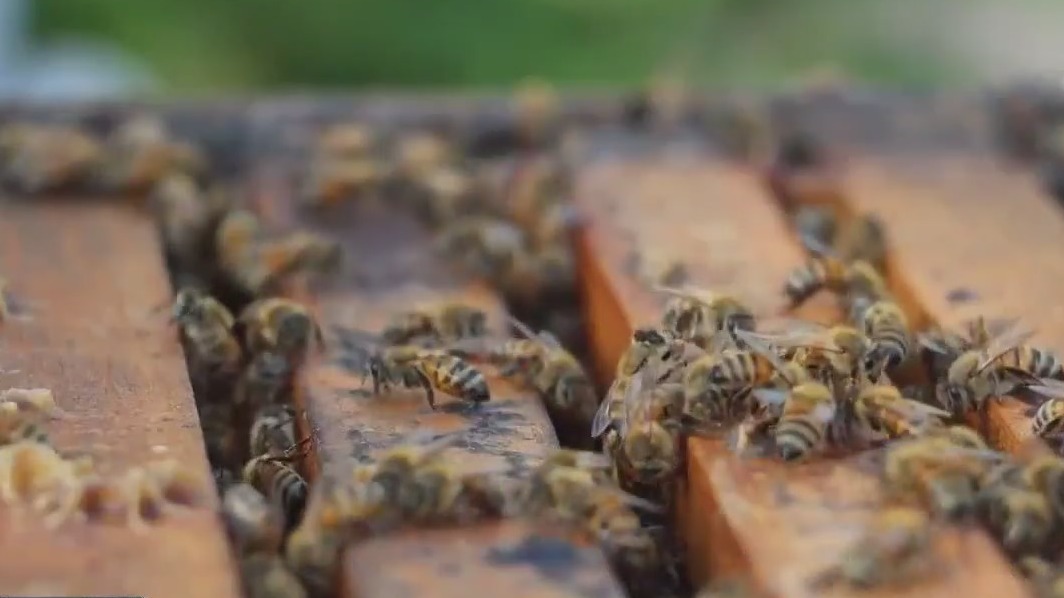 Mangrove trees grow around bee hives